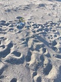 FIRST NEST IN CRETE